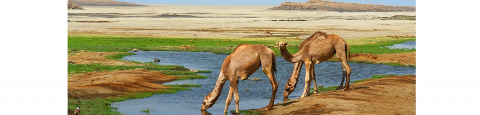 Djibouti benefits from the debt service suspension initiative