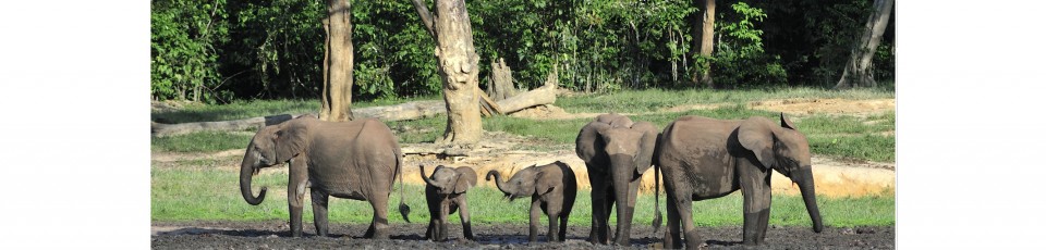 La République centrafricaine bénéficie de l’extension de l’ISSD